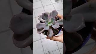 graptoveria debbie [upl. by Edeline277]