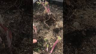 Peony Plant Planting Rhizomes [upl. by Dolloff]