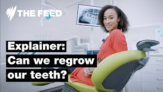 Can we regrow our teeth  Explainer  SBS The Feed [upl. by Novoj305]