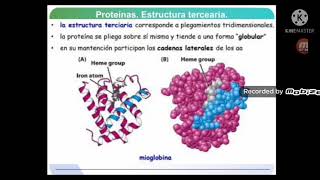 Biomoléculas Aminoácidos y Proteínas Tema I 20 Parte II [upl. by Carper428]