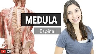 Sistema Nervoso 36 Medula Espinal  Anatomia e etc [upl. by Lucretia196]