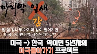 미국한국 역이민 5년차  미국 회사 이직 인터뷰 준비  역역이민 준비 브이로그  40대 부부 취직 도전과정 [upl. by Deery]