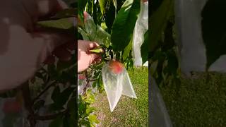 Hale Haven Peach tree in zone 7a gardenstate zone7a pesticidefree organza peaches fruit [upl. by Etti]