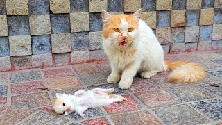 A crying mother trying to drag a man to her dying kitten Just unbelievable [upl. by Modestia]