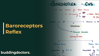 Baroreflex regulation of blood pressure Baroreceptor reflex physiology [upl. by Oiciruam]