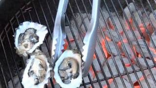 Buy Oysters for Grilled Oyster Recipe  8088427171  Ham Produce and Seafood [upl. by Monreal]