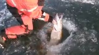 Trophy pike fishing through the ice Its huge 26lbs [upl. by Tilagram]