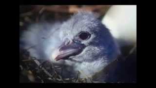 Shoebill Chick Growth Simulation [upl. by Charlot436]