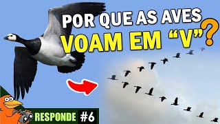 Por que AVES VOAM EM quotVquot Ave MAIS RÁPIDA ORNITOLOGO RESPONDE 6 [upl. by Hephzipah]