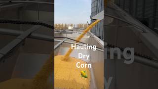 Hauling Dry Corn to the Elevator Like for Pt 2 farming corn trucking shorts viral farm yaal [upl. by Eleirbag439]