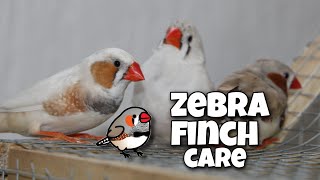 Zebra Finch Care For Beginners [upl. by Ak226]