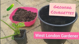 Growing Courgettes Zucchini in Containers  All You Need to Know  UK [upl. by Ynatirb655]