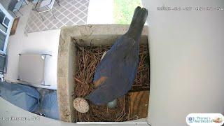 Dad Bluebird Removes 2nd Cowbird Egg From Nest [upl. by Almallah699]