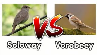 Soloway VS Vorobbey [upl. by Mccreary67]