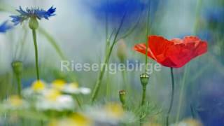 Riesengebirgslied Schlesischer Volkschor Riesengebirglers Heimatlied Blaue Berge Mit Text HD [upl. by Gnohp552]