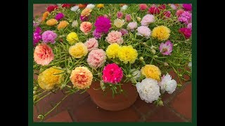 Portulaca Grandiflora  Moss Rose 30 colors cuttings available [upl. by Kondon]