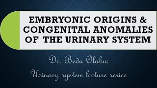 DEVELOPMENT amp CONGENITAL ANOMALIES OF THE URINARY SYSTEM [upl. by Ahtnamas]