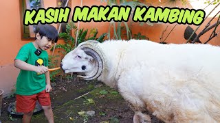 Kyo Kasih Makan Kambing [upl. by Price810]