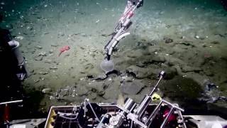 Spectacular Methane Hydrate Bubble Plumes  Nautilus Live [upl. by Anad]