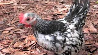 8 12 week old Serama chickens in runs [upl. by Delanos]