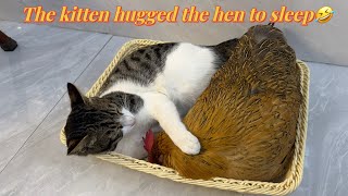 Hens are so bad The hen wants to sleep with the kitten The kitten is not angry cute and funny [upl. by Nino]