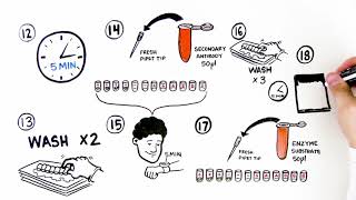 ELISA Immuno Explorer Kit Student Activity Video Quick Guide [upl. by Eisse388]