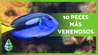 Top 10 PECES más VENENOSOS del MUNDO 🐠⚠️ ¡NUNCA los TOQUES 🚫 [upl. by Luben]