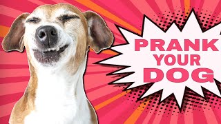 Prank Your Dog Sounds [upl. by Fernandez]