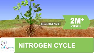 NITROGEN CYCLE [upl. by Ahsieyt]