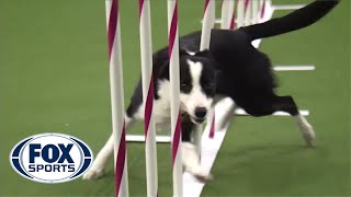 Watch Border Collie Tex Win 2015 Masters Agility Championship  FOX SPORTS [upl. by Talyah624]