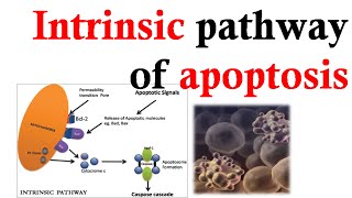 Intrinsic apoptosis pathway [upl. by Marchall]