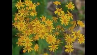 Plant portrait  Golden ragwort Packera aurea [upl. by Johst808]