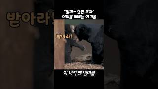 quot엄마 한판 뜨자quot 어미를 깨무는 아기곰 [upl. by Wsan416]