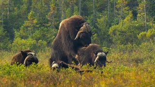 Musk Ox Facts and Adaptations  Life Cycle Revealed [upl. by Htebazle]