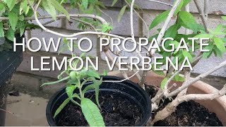 How To Propagate Lemon Verbena Propagating Aloysia Taking Aloysia Cuttings Plant Propagation [upl. by Chick]