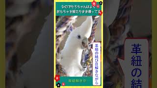 オウムのたろちゃんは腹話術師！😆 Cockatoo is a ventriloquist😆 オウム cockatoo [upl. by Kondon]