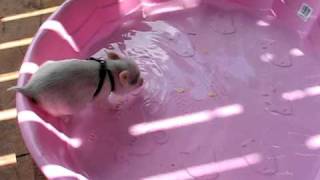 Hamlet the Mini Pig  Jumps in Pool [upl. by Whit414]