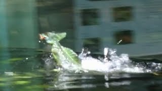 Jesus Christ lizards running on water in aquaterrarium [upl. by Ahsieken]