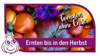 10 Tipps für gesunde Tomaten und eine lange Ernte bis in den Herbst [upl. by Fawna]