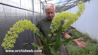 OrchidWeb  Grammatophyllum scriptum var citrinum [upl. by Eerat]