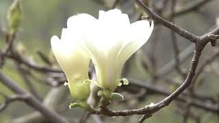 Magnolias beautifully blossom [upl. by Francis]