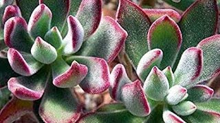 Echeveria pulvinata dicas de cultivo e propagação [upl. by Enailil]