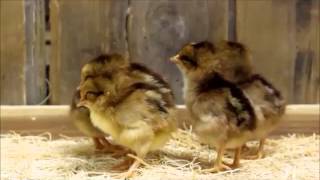 Welsummer Bantam Chicks [upl. by Three]