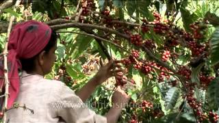 Woman harvesting coffee beans in Karnataka India [upl. by Nyrraf]