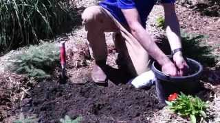 How to Plant Lily of the Valley Convallaria [upl. by Adnahc]