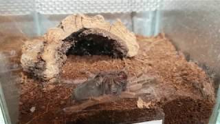 Proces linienia ptasznika Brachypelma boehmei  molting [upl. by Eikcor]