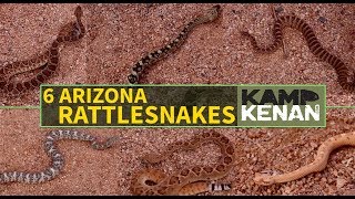 6 Venomous Rattlesnakes of Arizona [upl. by Hayouqes]