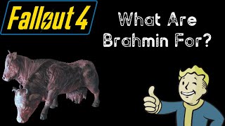 What Are Brahmin For  Fallout 4 [upl. by Ecinhoj]