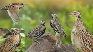 bater ki female ki new Awaz batair voice female female quail [upl. by Nwahsal]