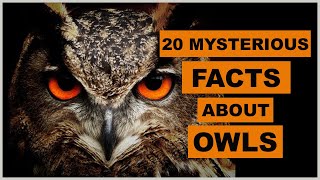 20 Mysterious Facts About Owls  Animal Globe [upl. by Hammel]